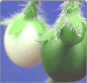 Solanum berries