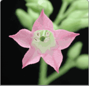 N. tabacum flower